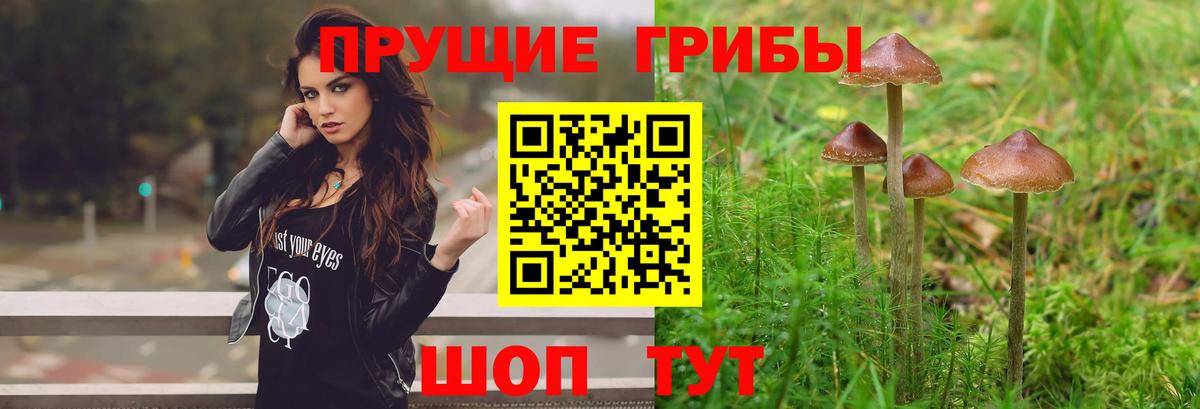 Галлюциногенные грибы Psilocybe Нижний Тагил